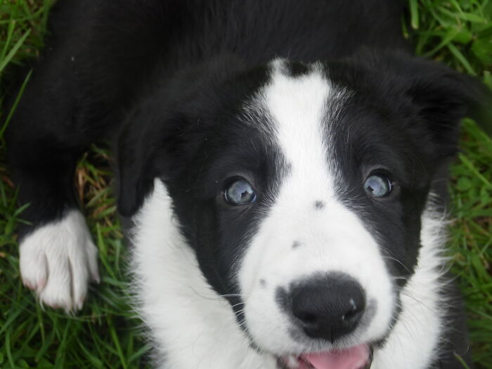 This Is The Day Just Over 6 Years Ago We Brought Our Beautiful Little Shilo Home From The Rescue Shelter. He Was Only 8 Weeks Old Then. We Were Just Happy That Day Too.