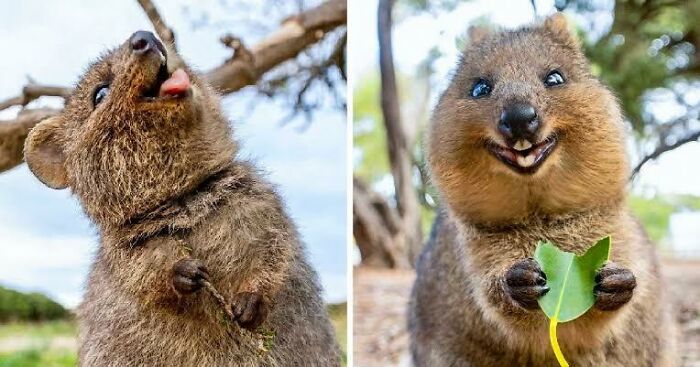 Two adorable Australian quokkas in natural settings, one sticking out its tongue and the other holding a green leaf.