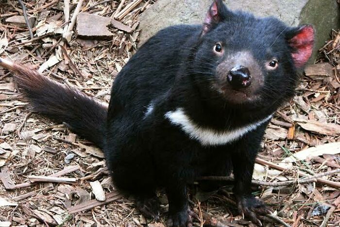 Tasmanian devil sitting on forest floor with leaves, showcasing one of the adorable, scary, and weird Australian animals.