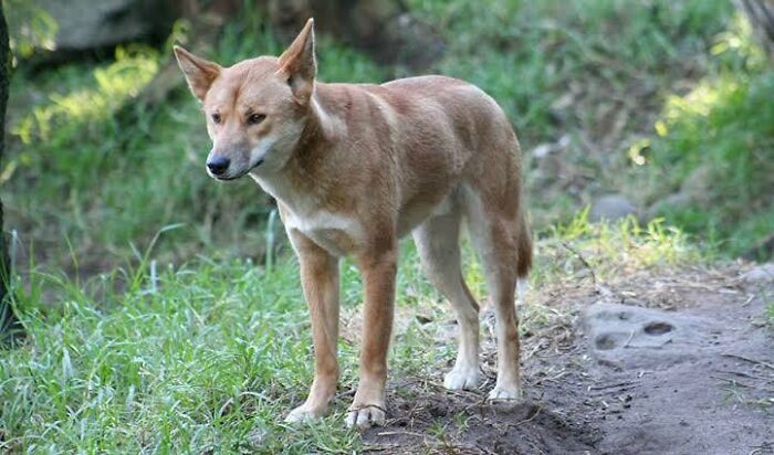 Dingo standing on a grassy path in the wild, showcasing one of the unique Australian animals in natural habitat.