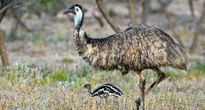 Emu adult and chick walking in natural habitat showcasing unique and adorable Australian animals in the wild.