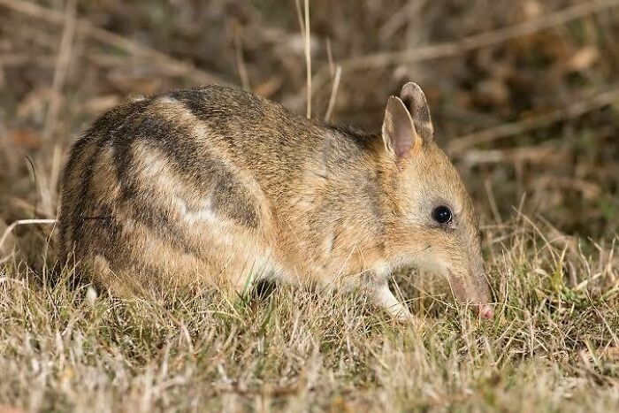 A small, striped Australian animal with a long nose walking through dry grass, showcasing unique Australian animals.