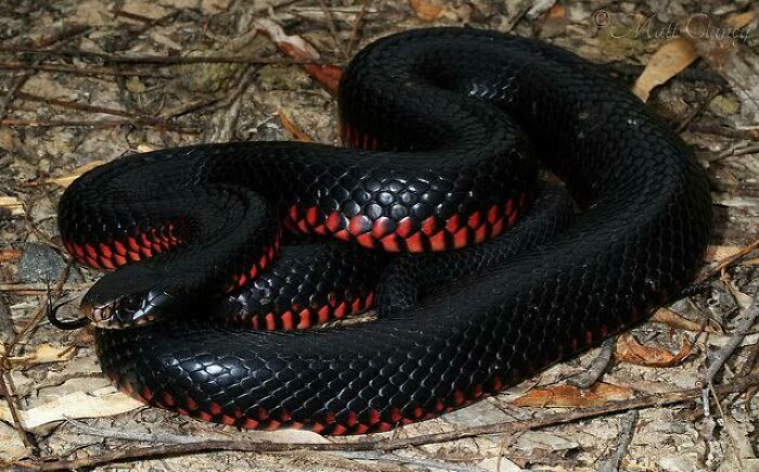Black and red snake coiled on the ground, showcasing one of the scary and weird Australian animals in natural habitat.