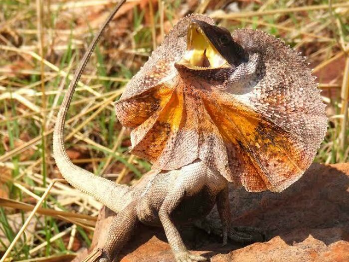 Frilled-neck lizard with mouth open and frill extended, one of the scary and weird Australian animals in natural habitat.
