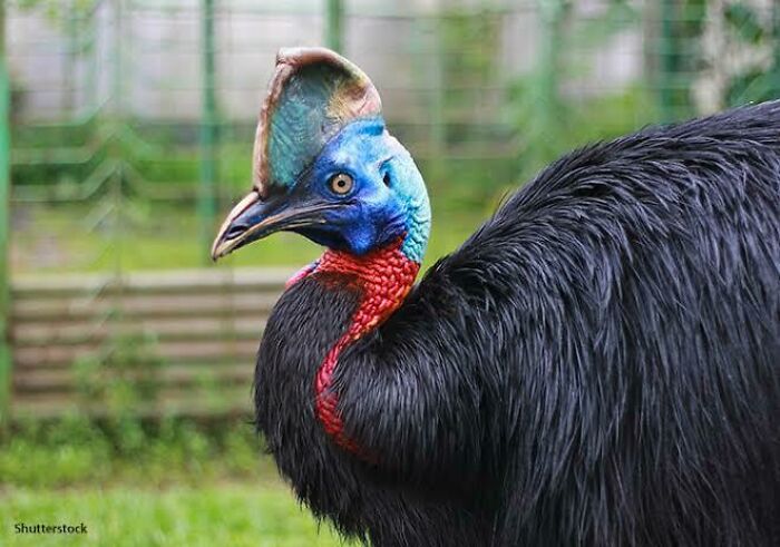 Close-up of a colorful cassowary bird showcasing unique features among Australian animals in a natural outdoor setting.
