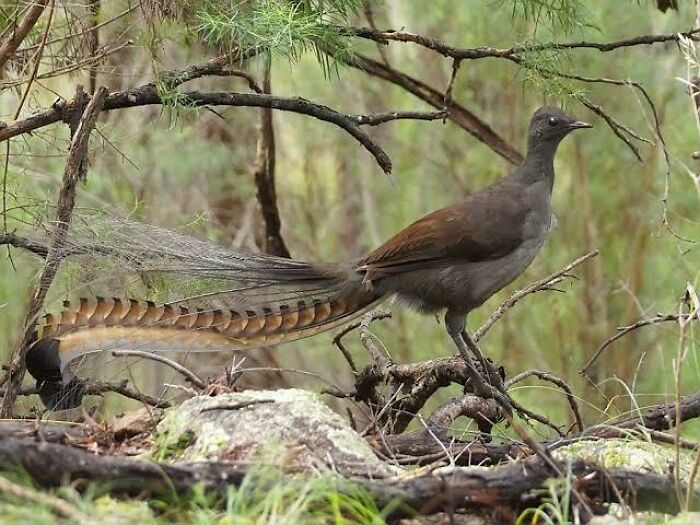 Australian lyrebird standing on forest floor surrounded by branches, showcasing its elaborate tail feathers, Australian animals.