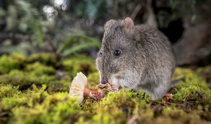 Small Australian animal eating a mushroom in a mossy forest, showcasing unique and adorable Australian animals.