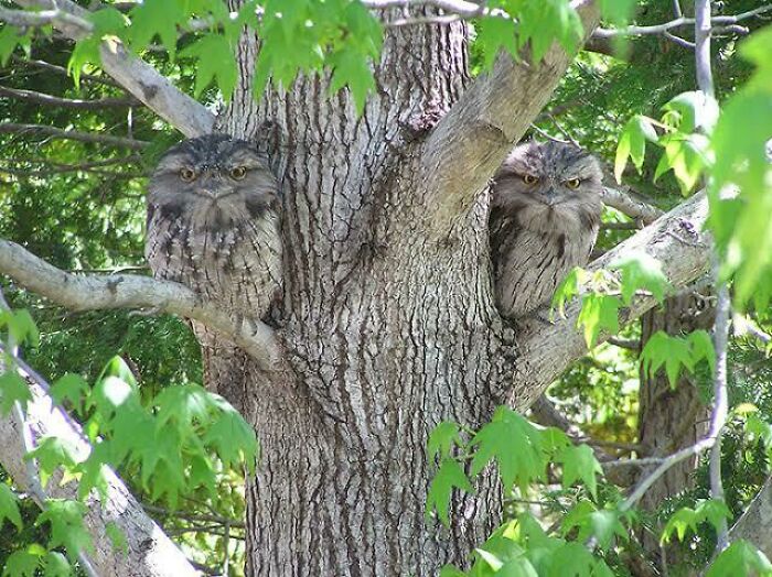 Two tawny frogmouths camouflaged on a tree trunk among green leaves, showcasing unique Australian animals in natural habitat.