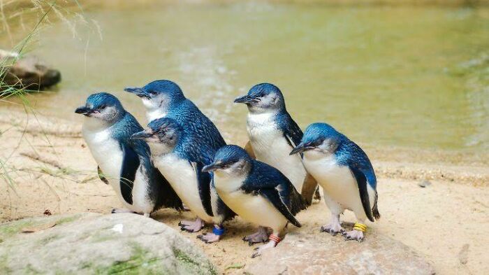 Group of adorable Australian animals, little penguins, standing on sand near water, showcasing unique wildlife traits.
