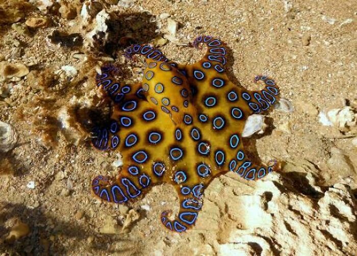 Blue-ringed octopus on the ocean floor, one of the adorable, scary, and weird Australian animals in its natural habitat.