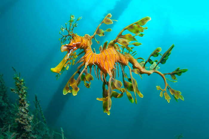 Leafy sea dragon with intricate leaf-like appendages swimming underwater, showcasing one of the weird Australian animals.