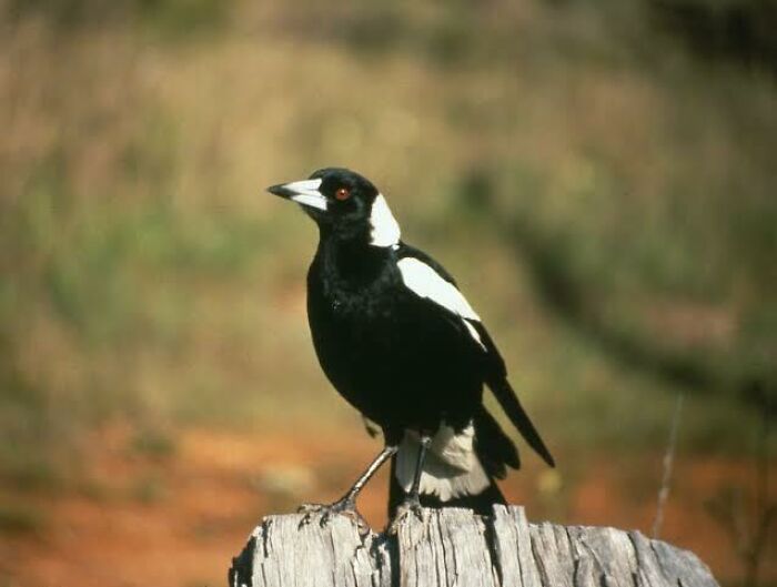 Black and white Australian bird perched on a wooden stump showcasing unique Australian animals in natural habitat.