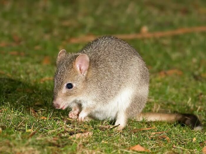 Small Australian animal on grass, showcasing one of the adorable, scary, and weird Australian animals in nature.