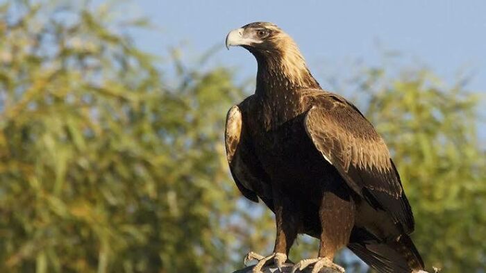 Wedge-tailed eagle perched with blurred green foliage, representing adorable and weird Australian animals in natural habitat.