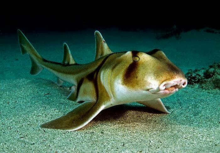 A bizarre Australian animal, the wobbegong shark, resting on the ocean floor with distinctive patterns on its body.