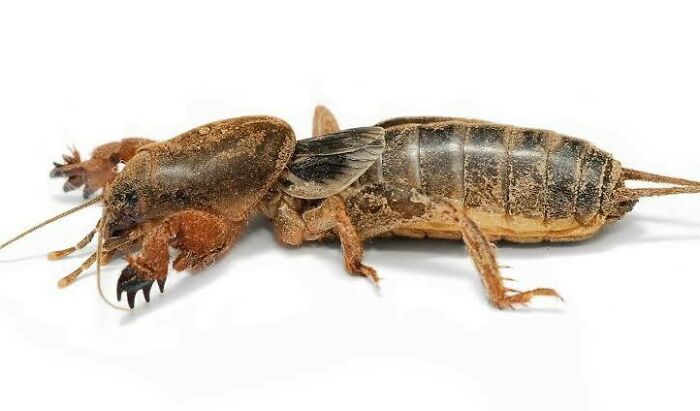 Close-up of a weird Australian animal, a mole cricket with large front legs and segmented body on white background.