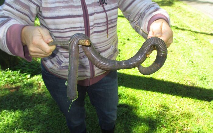 Person holding a large Australian animal resembling an earthworm, showcasing a unique and weird creature from Australia.
