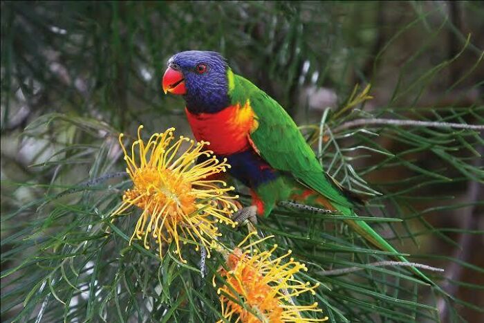 Colorful Australian bird perched on a branch with yellow flowers, showcasing unique and adorable Australian animals.