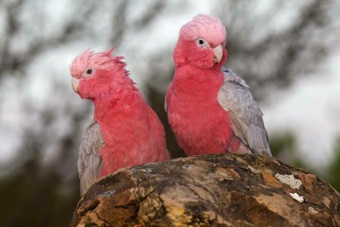 Two pink and grey Australian animals, galahs, perched on a rock showcasing adorable and weird wildlife features.