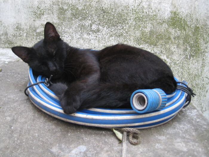 Brownie, The Cat. The Wonderful, Wonderful Cat.