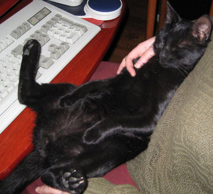 2017, Awesome Keyboard And Lovely Cat. Those Were The Days.