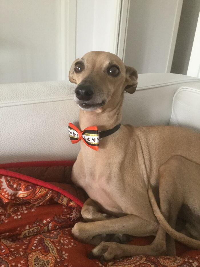 Dogui, Italian Greyhound From Italy