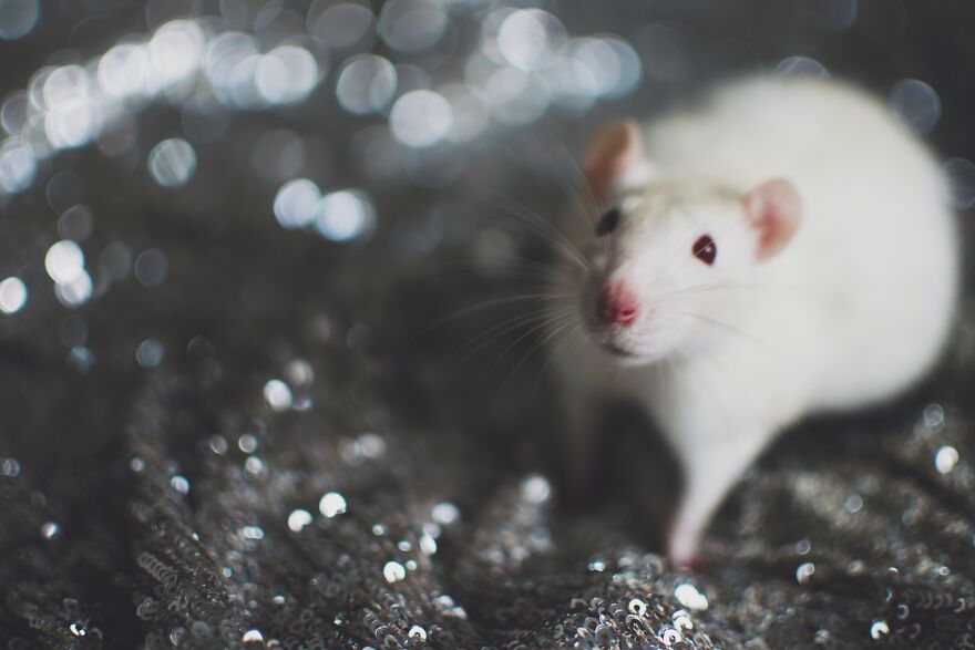 My Little Princess Bri, More Pics Insta@mylittlebri