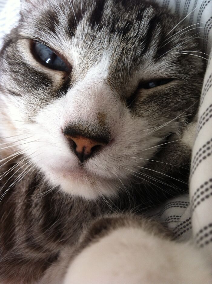 Disturbing My Dodobird.