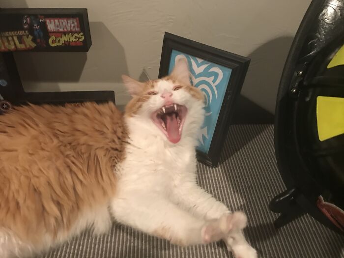 My Cat Saw A Meme
