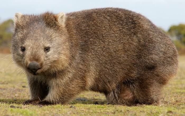 Close-up of a furry wombat, one of the adorable and unique Australian animals found in the wild landscape.