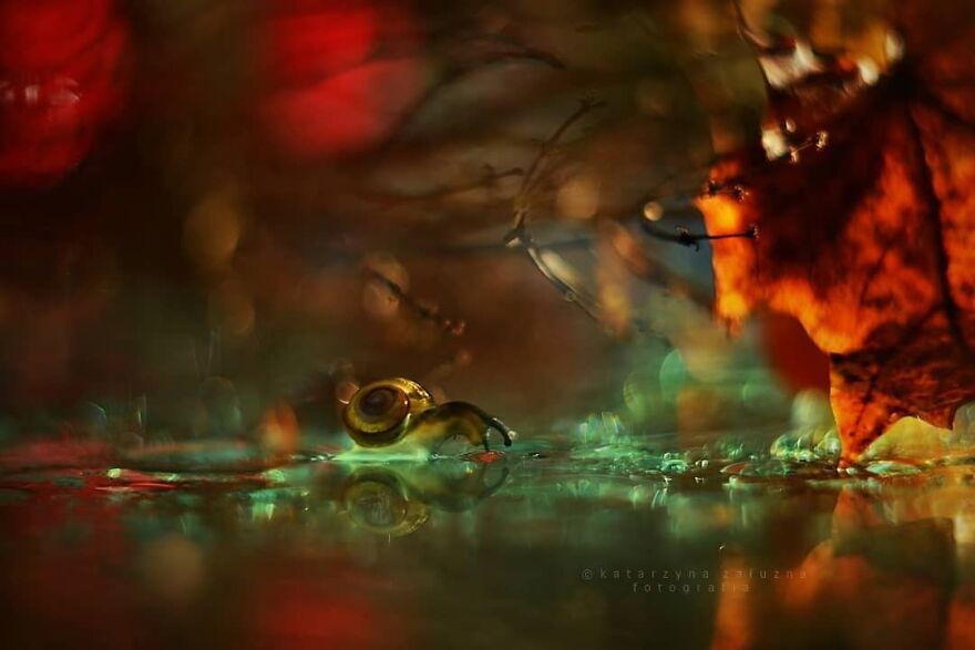 Snails In Bokeh