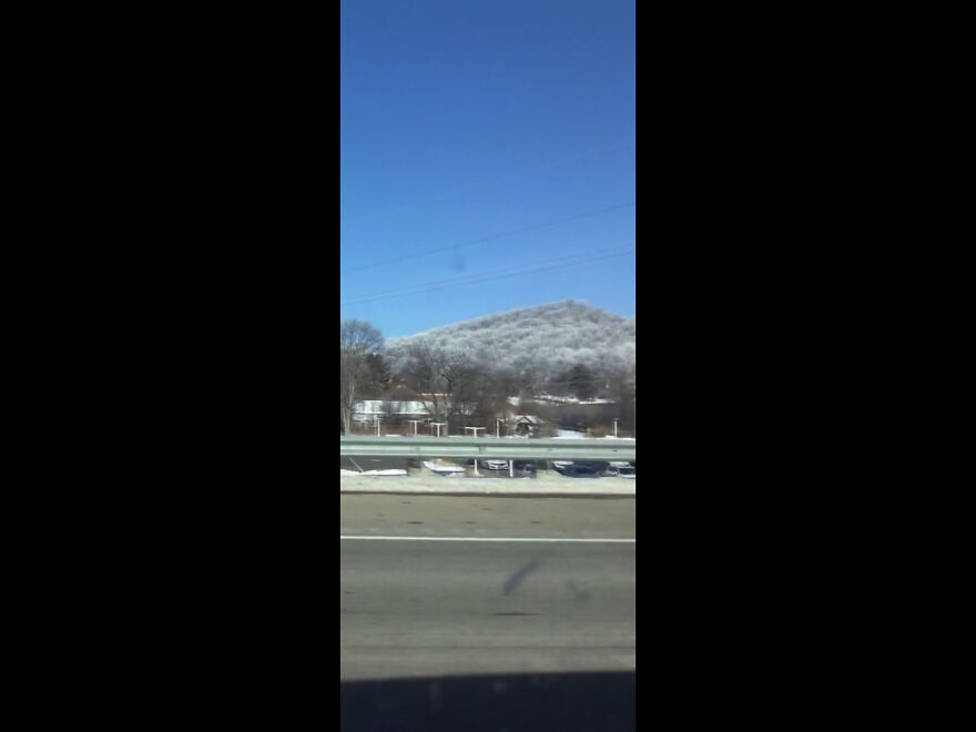 The Fog Made The Trees Grey?