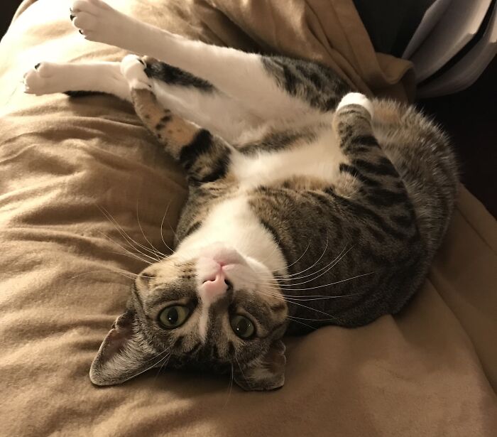 Gracie’s Still A Little Silly.