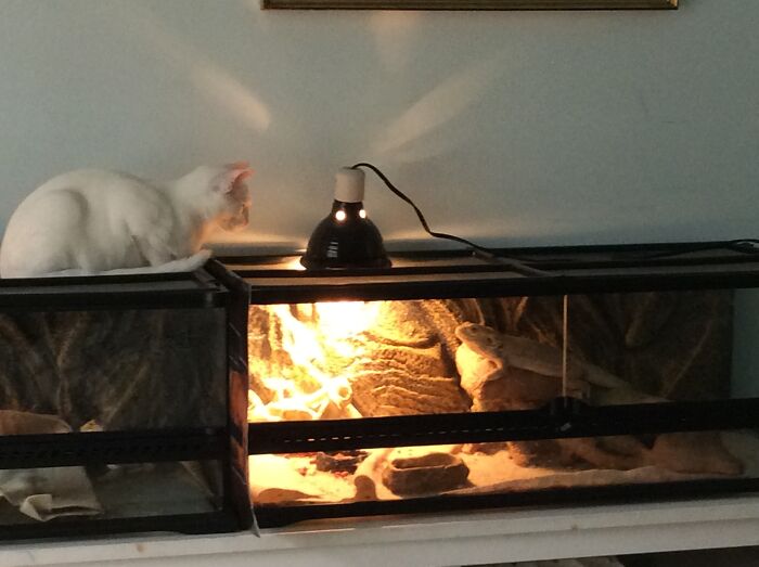 Salty Discovers Bearded Dragons