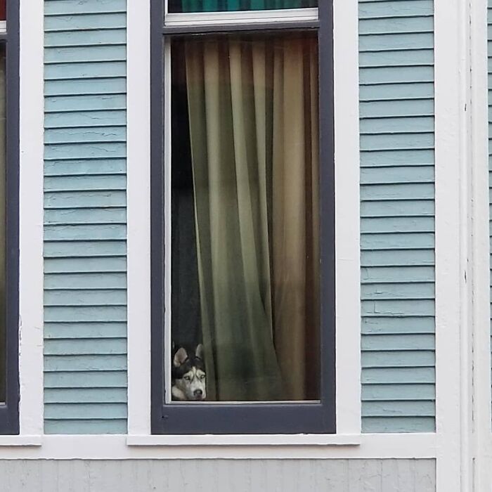 Sweet Nugget Looking Outside. Love Her
