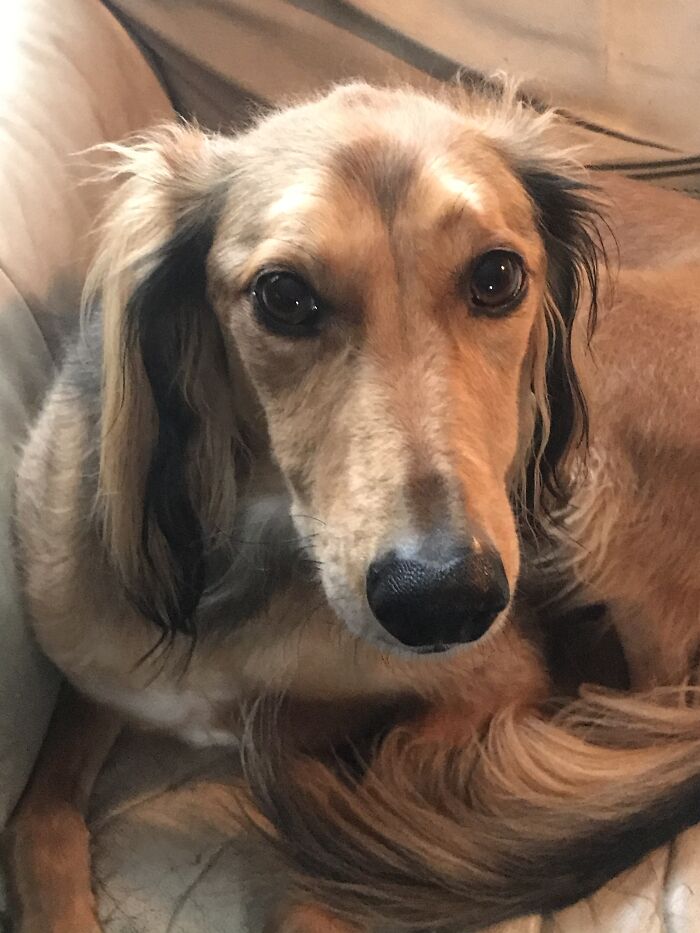 Sitting On Daddy’s Chair.