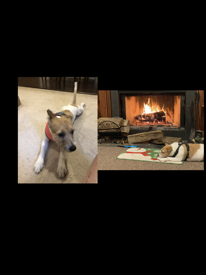 Fresh And Skinny From The Rescue Center, A Year Later Chillin By The Fire