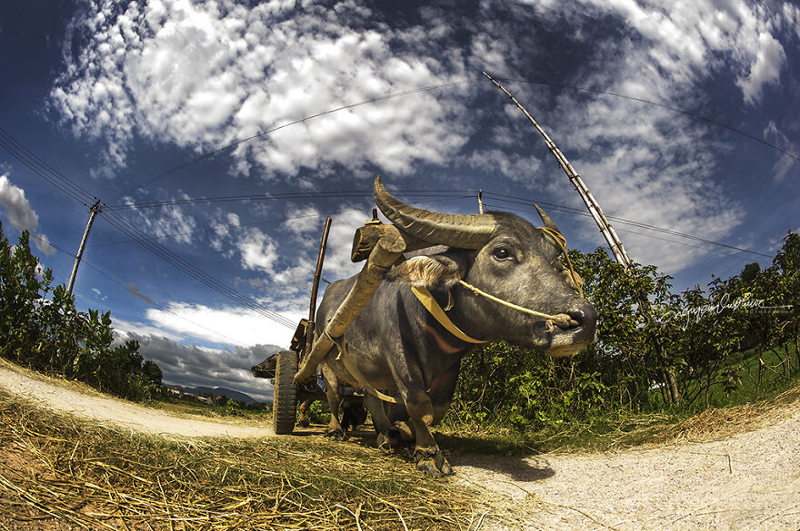 My 29 Pictures That Show The Relationship Between Buffalos And Vietnamese Farmers