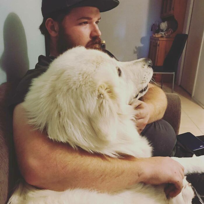 Pretty Sure I've Lost My Man To The Giant Dog I've Been Puppy Sitting. This Is How They Have Been Watching TV