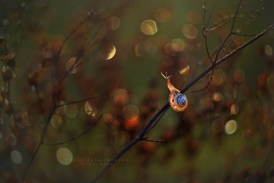 Snails In Bokeh