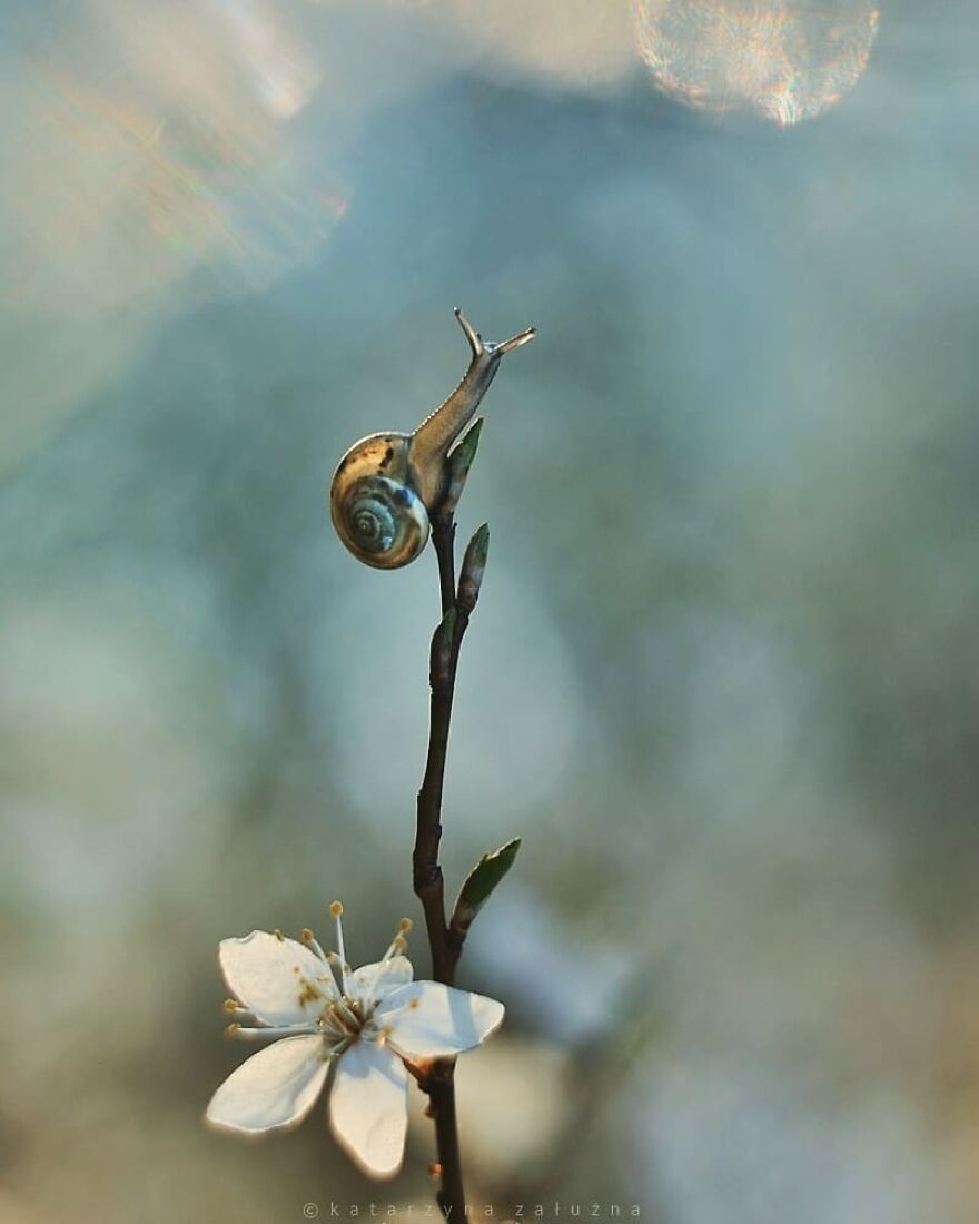 Snails In Bokeh