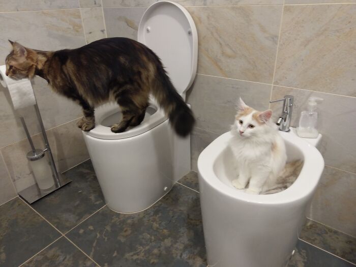 How To Use The Toilet