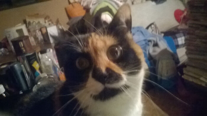 10 Years Old, But She Still Looks Like A Mischievous Kitten...