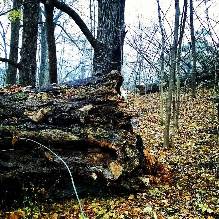 Where's Hocus Pocus?