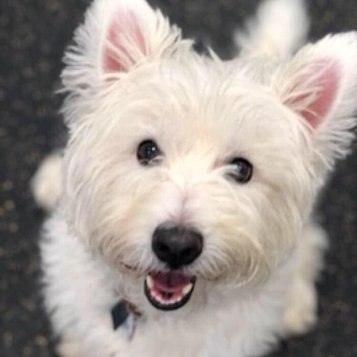 Brody Is Super Excited For A Chance At A Car Ride!
