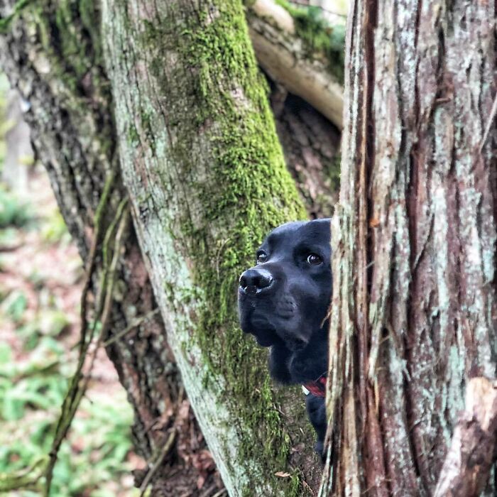 Like A Shadow In The Woods