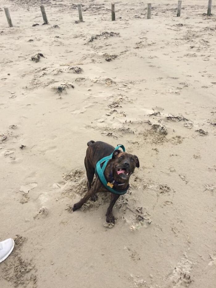 Tennis Balls Are A Hell Of A Drug.