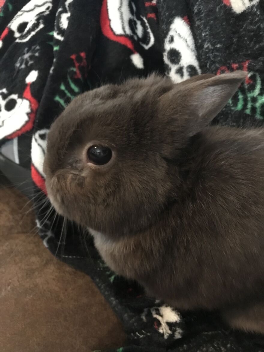 Thought You Guys Might Like Some Cute Animals :) Thought You Guys Might Like Some Cute Animals :)