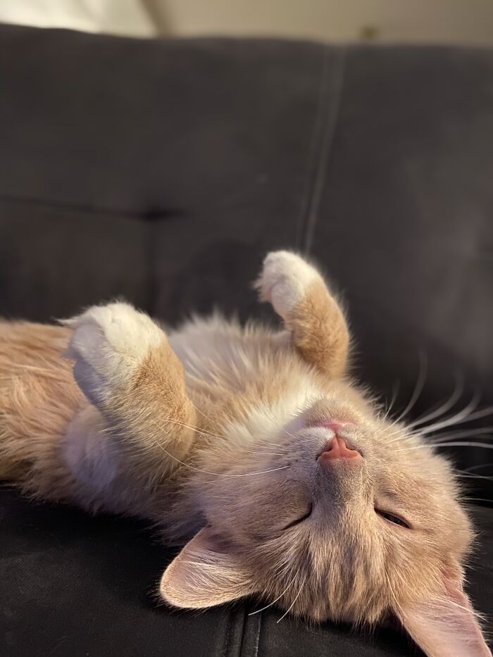 Paws Up Where I Can See Them