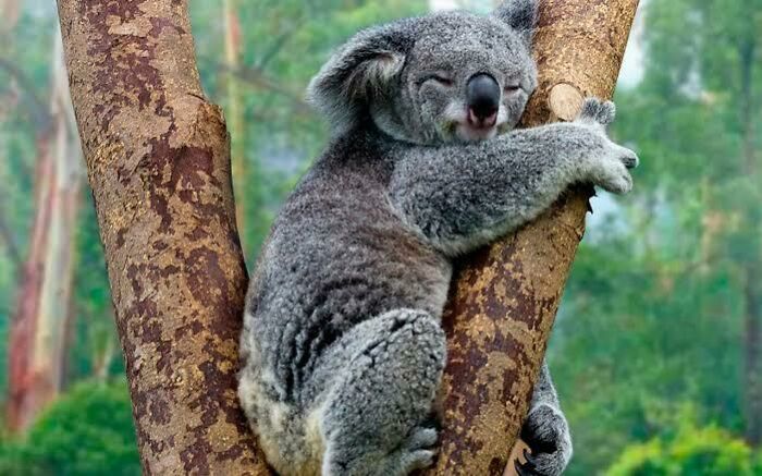 Koala clinging to a tree trunk in a natural forest habitat, showcasing one of the adorable Australian animals.